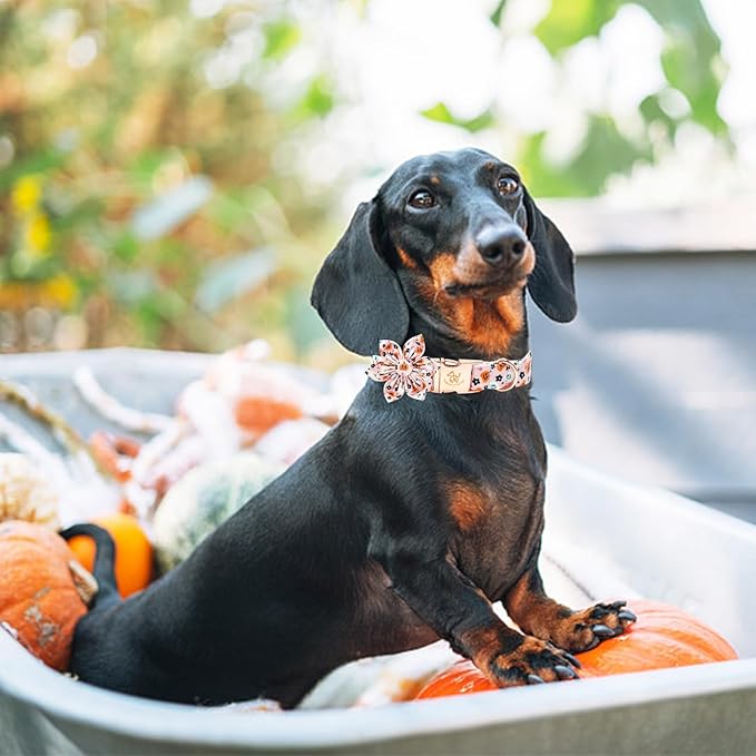 Elegant little tail Halloween Dog Collar