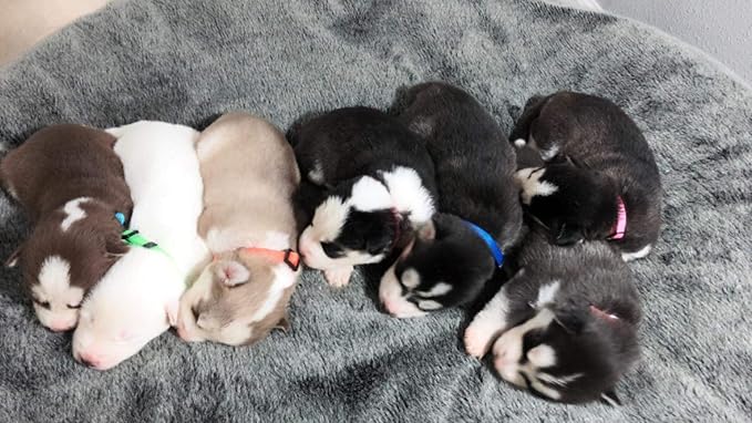 GAMUDA Small Pet Collars 2 Record 12 (M)