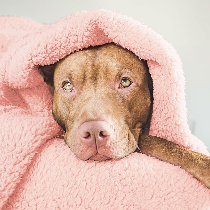 furrybaby Dog Blanket Soft Dog Blankets for Large Dogs Puppy Essentials Washable Fluffy Sherpa Fleece Cat Blanket 41x65 Inches for Bed Furniture Couch Sofa (Double-Layer X Large