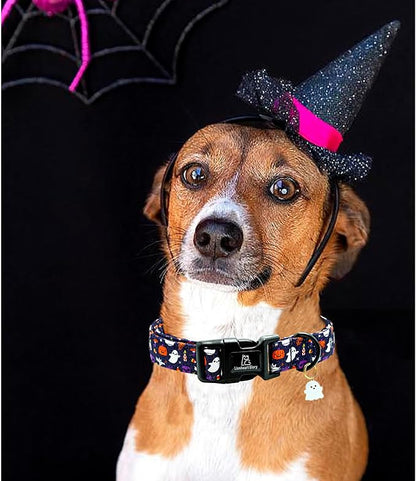 Lionheart glory Dog Collars Fall Halloween Pumpkin Collar