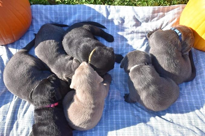 GAMUDA Small Pet Collars 2 Record 12 (M)