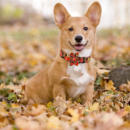 Elegant little tail Dog Collar with Flower