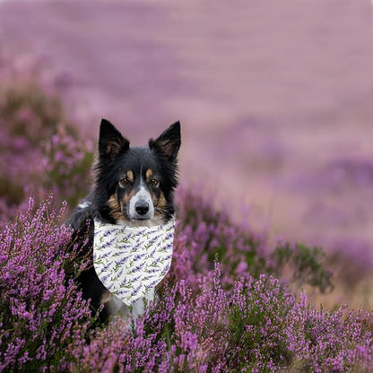 Spring Dog Bandanas 2 Pack,