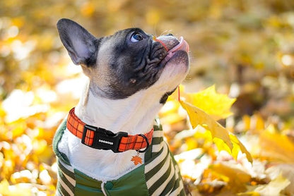 DOGWONG Fall Orange Plaid Dog Collar- Cute Designer