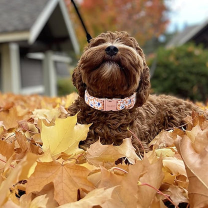 Unique style paws Dog Collar Metal Buckle Collar