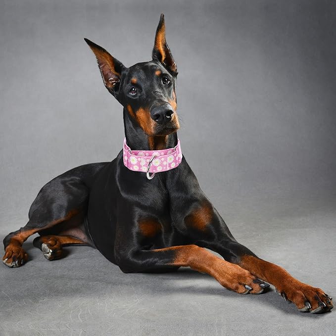 Martingale Collar for Dogs 1.5 Inches