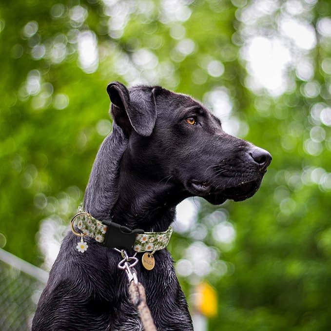 Flower Patterns Dog Collar with Accessories