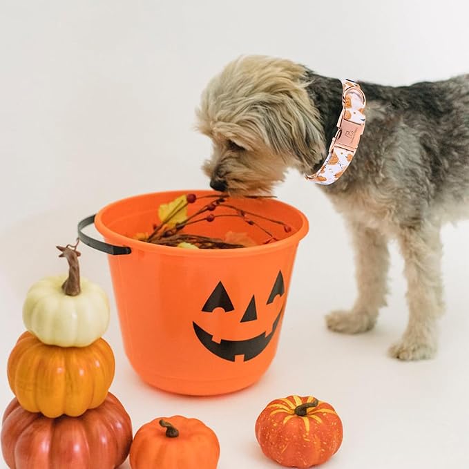 Lionheart glory Dog Collar Halloween Collar Dog Fall Dog Collars