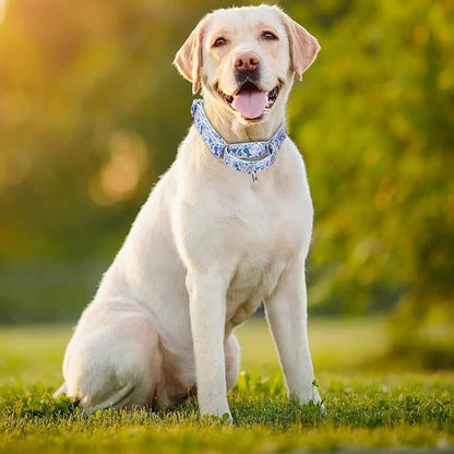 Martingale Dog Collars Blue3)