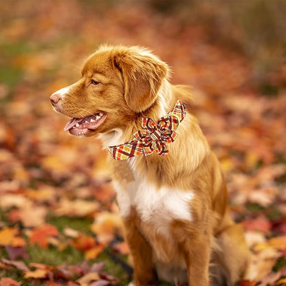 Elegant little tail Fall Dog Collar