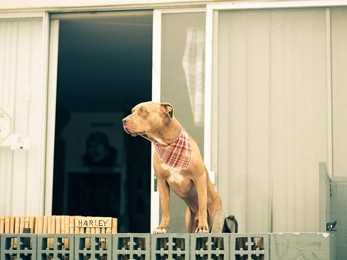 Lionet Paws Fall Dog Bandana Halloween Thanksgiving Day