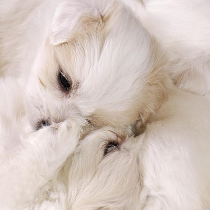 Fluffy Small Dog Cat Bed Mat