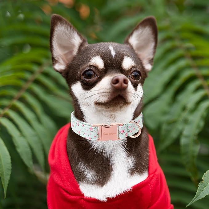 Unique style paws Dog Collar Metal Buckle Collar