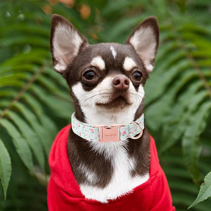 Unique style paws Dog Collar Metal Buckle Collar