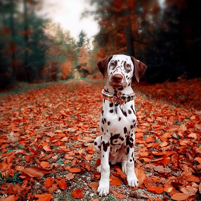 Elegant little tail Fall Dog Collar