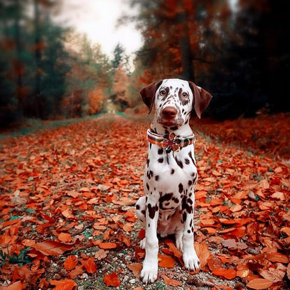 Elegant little tail Fall Dog Collar