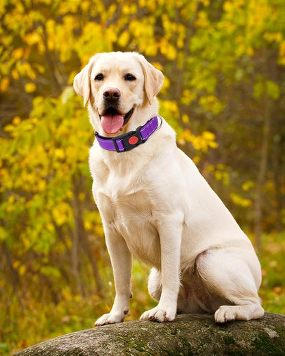 Reflective Dog Collar