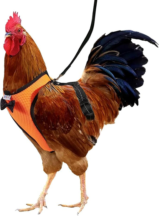 Chicken Harness Hen Size with 6ft Matching Leash – Adjustable, Resilient, Comfortable, Breathable, Small, Suitable for Chicken Weighing about 2.2 Pound,red (Months, Orange)