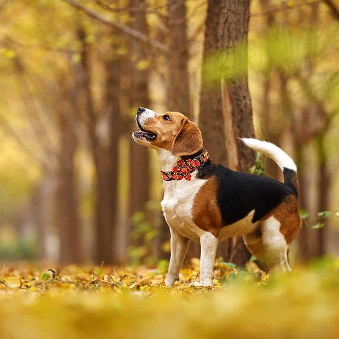 Elegant little tail Dog Collar with Flower
