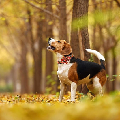 Elegant little tail Dog Collar with Flower