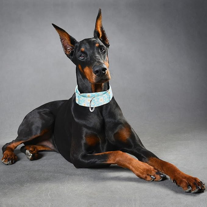 Martingale Collar 1.5 Inches Wide Dog Collar