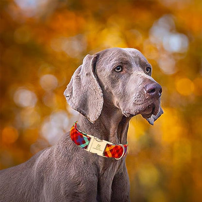 Lionheart glory Plaid Dog Collars Fall Halloween Dog