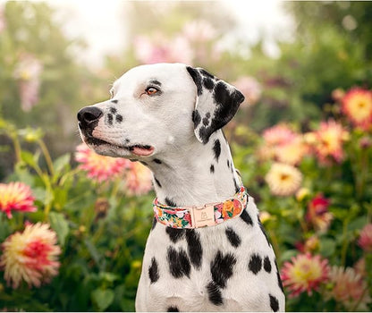 Lionheart glory Premium Floral Dog Collars Spring Dog Collar