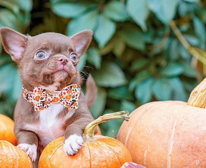 DOGWONG Fall Dog Collar with Bowtie