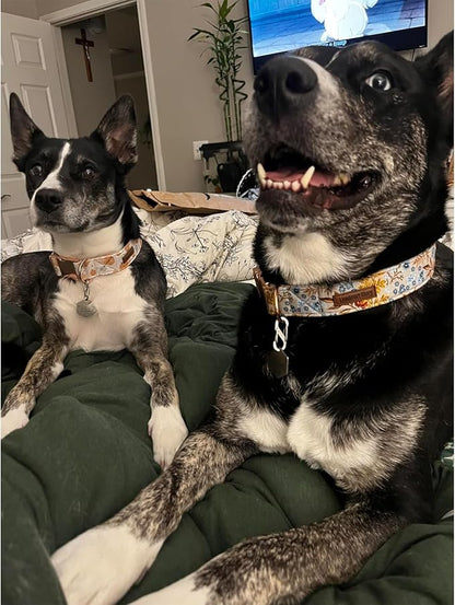 Lionheart glory Premium Dog Collars Fall Dog Collar