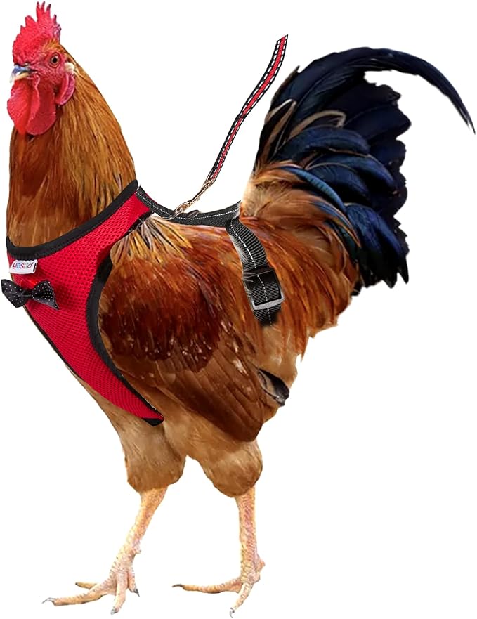 Chicken Harness Hen Size with 6ft Matching Leash – Adjustable, Resilient, Comfortable, Breathable, Large Size, Suitable for Chicken Weighing About 6.6 Pound,red