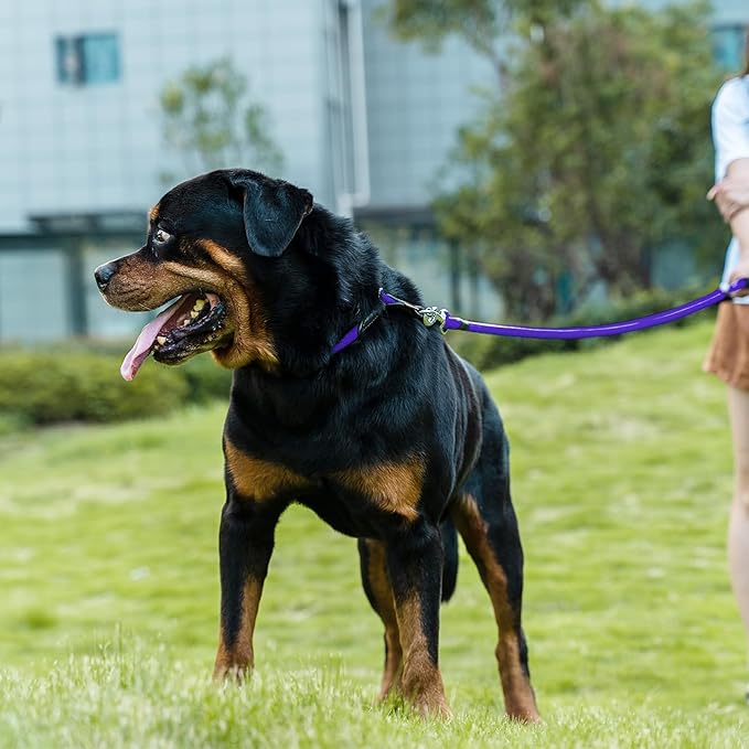 Dog Leash ((1/2") - 6FT, Purple)