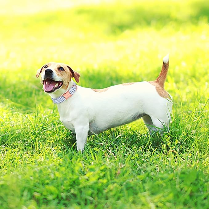 Unique style paws Dog Collar Metal Buckle Collar
