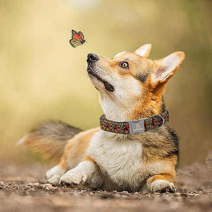 Lionheart glory Premium Fall Dog Collars Butterfly Print