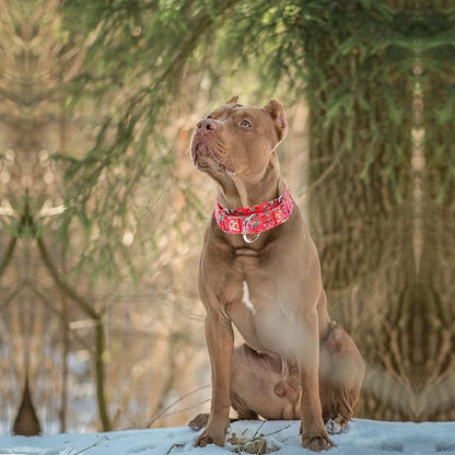 Martingale Collar 1.5 Inches Wide Dog Collar