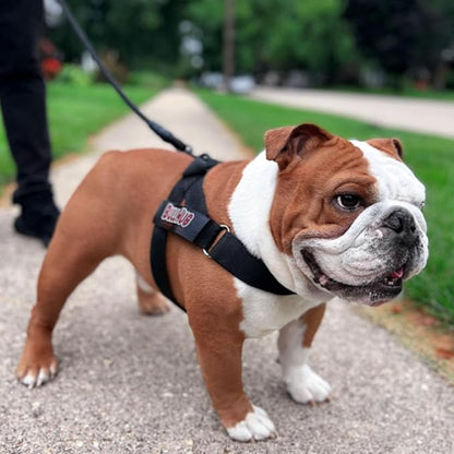 BULLHUG Harness – Made for Larger Chested Dogs Like English Bulldogs