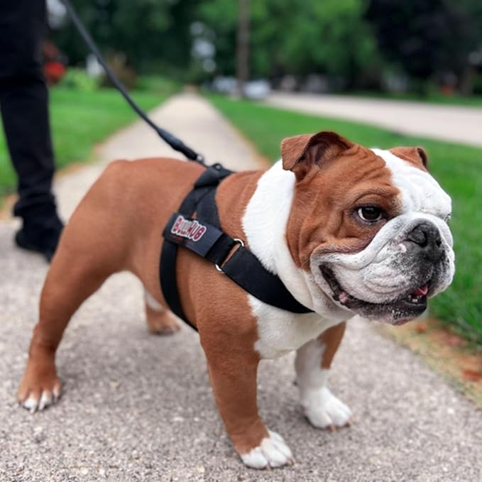 BULLHUG Harness – Made for Larger Chested Dogs Like English Bulldogs
