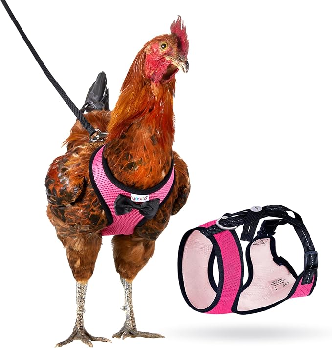 Chicken Harness Hen size with 6-foot Matching belt, Comfortable, Breathable, Small Size, Suitable for Chicken, Duck or Goose Suitable for Weight about 2.3-3.8Pounds, Green (Months, Pink)