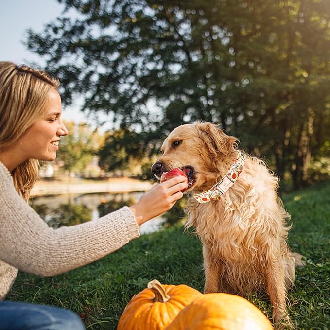 Lionheart glory Dog Collar Halloween Collar Dog Fall Dog Collars