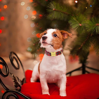 Unique style paws Dog Collar Metal Buckle Collar