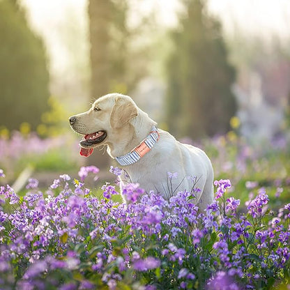 Unique style paws Dog Collar Metal Buckle Collar
