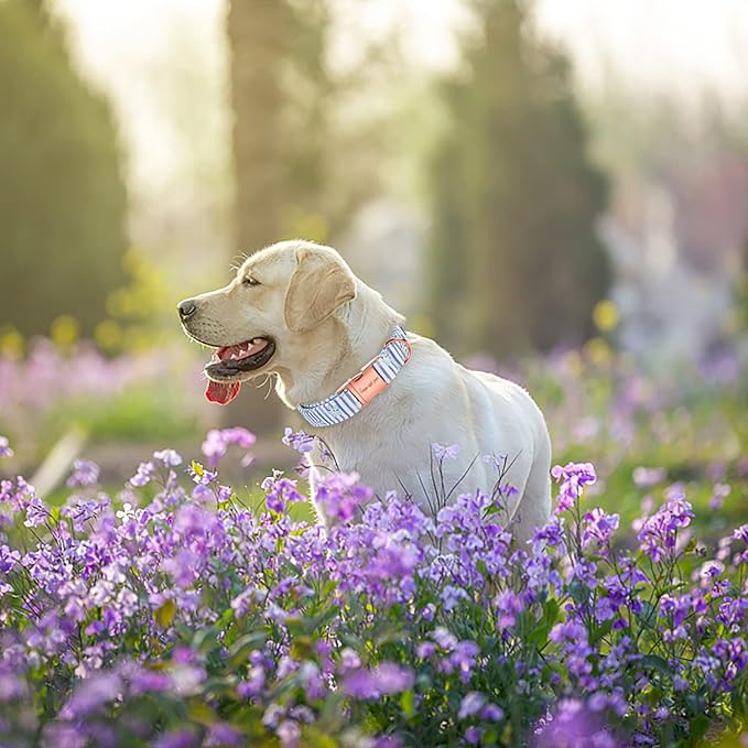 Unique style paws Dog Collar Metal Buckle Collar