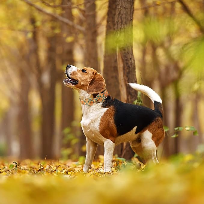 ARING PET Fall Dog Collar-Cute Dog Collar with Bow