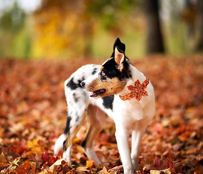 Lionet Paws Dog Collar with Flower 16-24in