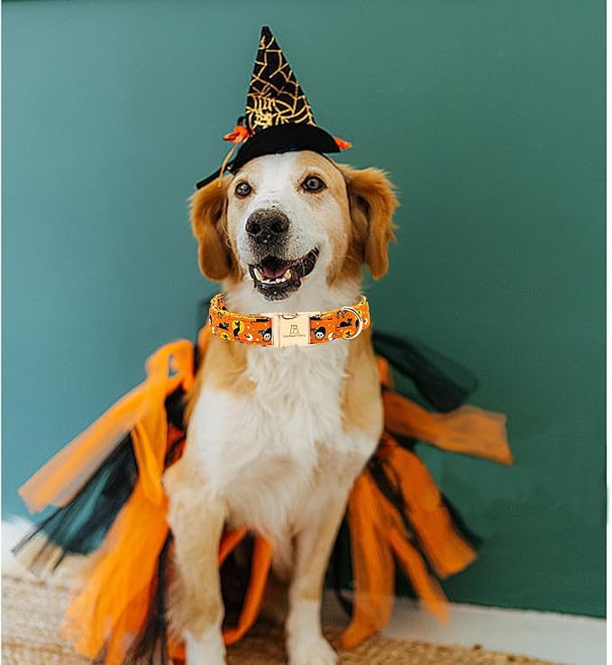 Lionheart glory Holiday Dog Collars Fall Halloween Cat