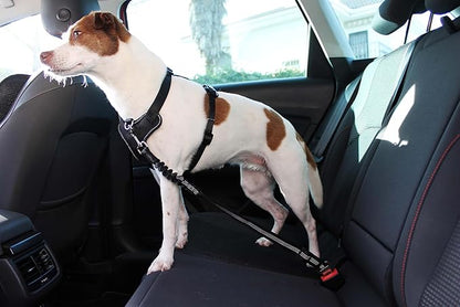 2 Piece Set Adjustable Harness for Dog seat Belt for Large and Small Dogs. Retractable Cup Useful for Them. Dog seat Belt for car