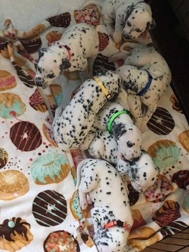 GAMUDA Small Pet Collars 2 Record 12 (M)