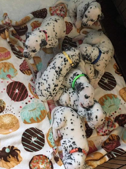 GAMUDA Small Pet Collars 2 Record 12 (M)