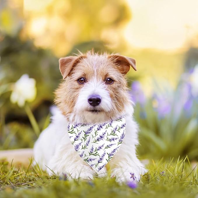Spring Dog Bandanas 2 Pack,