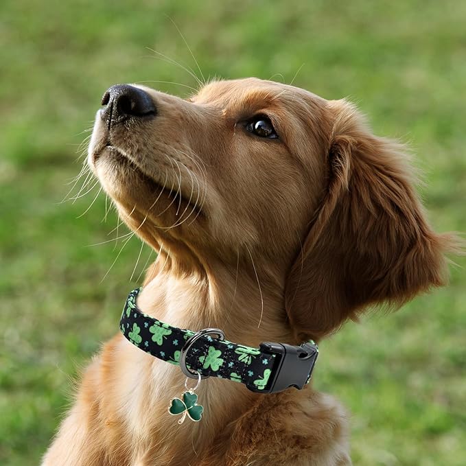 Clover Patterns Dog Collar with Accessories