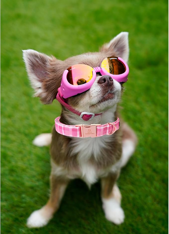 Lionheart glory Valentine's Day Collar